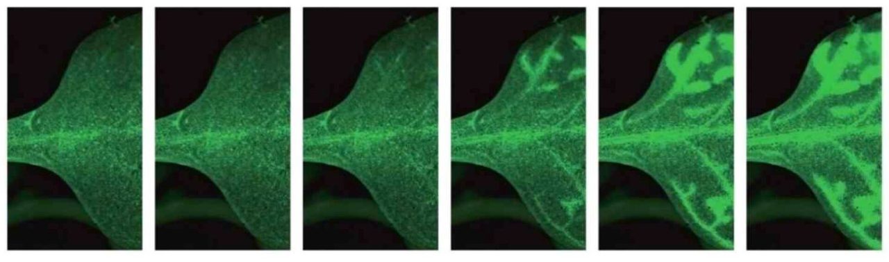 Image Digital Sight 50M : Images de transmission de Ca2+ (GCaMP) dans Arabidopsis thaliana fournies par le professeur Masatsugu Toyota, Graduate School of Science and Engineering, Saitama University